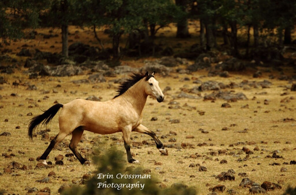 Day Two-Wild Horse Sanctuary