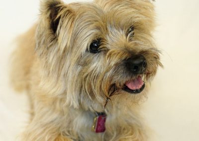 cairn-terrier-dog