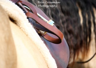english-saddle-horse