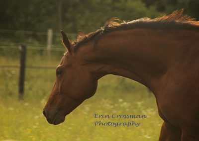 horse-dutch-warmblood