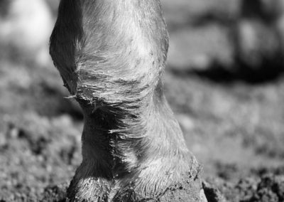 horse-hoof
