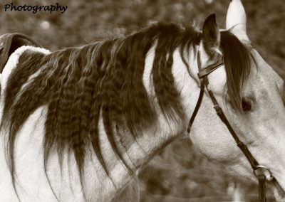 horse-mane-sepia