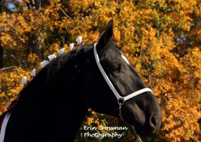percheron-horse