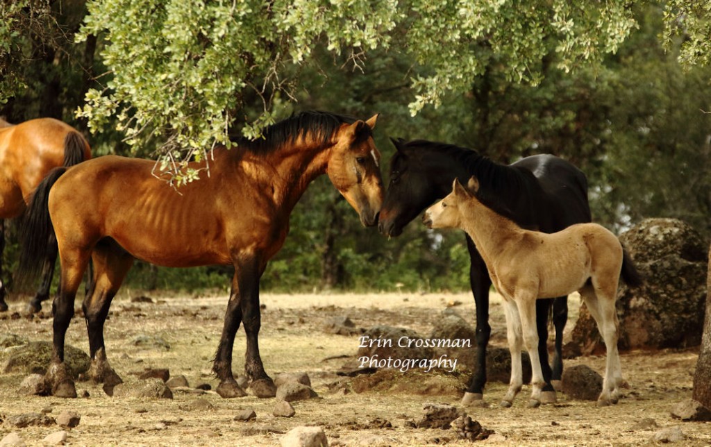 Day Four-Wild Horse Sanctuary